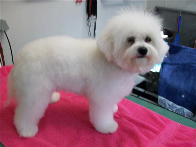 bichon3