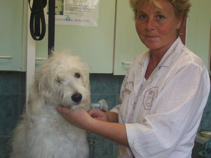 goldendoodle