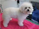 bichon3