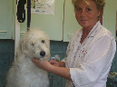 goldendoodle